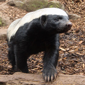 Le ratel parvient à tuer des serpents venimeux.
