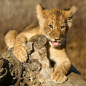Teething can be dangerous for lion cubs.