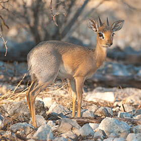 Le dik-dik adulte mesure entre 30 et 40 cm (12 et 15 po) à l’épaule.