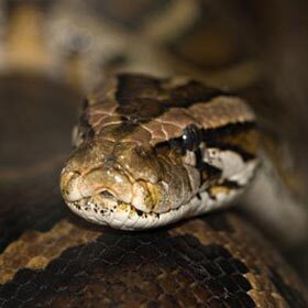 Le sang froid du python le rend insensible à la chaleur.