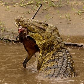 The crocodile breaks the neck of its large prey to kill it.
