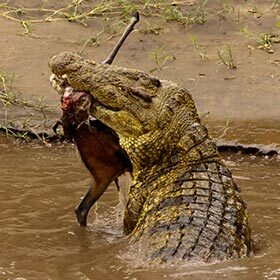 Crocodiles drown larger prey.