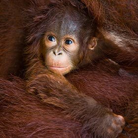 Orangutans give birth once every 8 years.