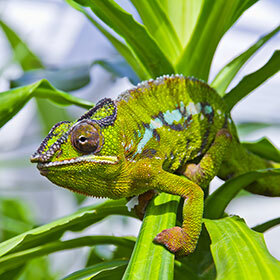 Le caméléon met 0,07 seconde à déployer sa langue pour capturer un insecte.