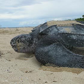 The leatherback turtle always returns to lay on the beach on which it was born.