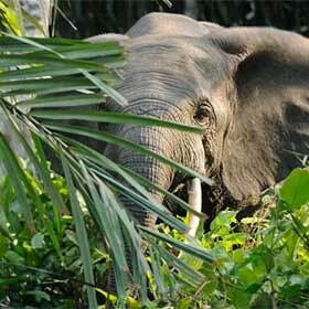 There is a species of elephant that lives in the tropical forests of Africa.