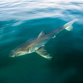 The oil in a shark’s liver helps it to float.