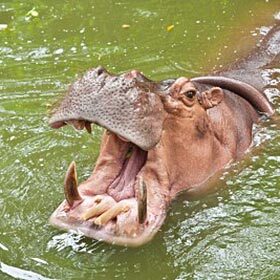 L’hippopotame a la plus grande bouche des animaux terrestres.