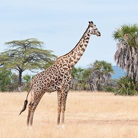 La girafe ne peut pas courir.