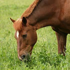 To browse a kilo of hay, a horse must chew about 3000 times.