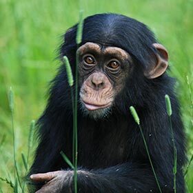 Les chimpanzés et les humains perdent leurs dents de lait au même âge.