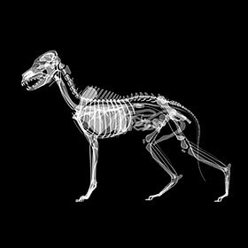 Dogs have more bones than humans.