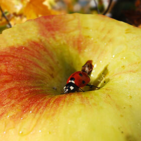 Ladybugs lay their eggs under the skin of fruit.