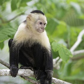 The capuchin will occasionally eat crabs.