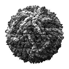L’Organisation mondiale de la Santé (OMS) a gardé sous silence l’épidémie de Zika pour ne pas nuire aux Jeux olympiques.