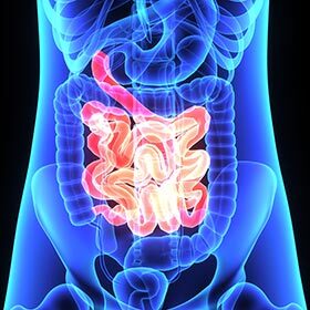 The small intestine is about three to four times taller than the average person.