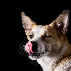 A dog’s wet nose helps its sense of smell.