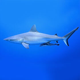 Les rémoras voyagent en se collant sur les requins.