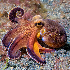 An octopus perceives the variations of light with its skin.