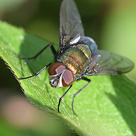 The fly flaps its wings approximately 10 times per second.