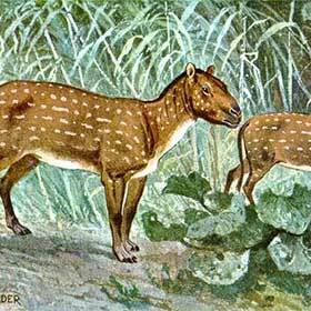 Il y a 50 millions d’années, l’hyracothérium, l’ancêtre probable du cheval, était deux fois plus gros que les chevaux d’aujourd’hui.