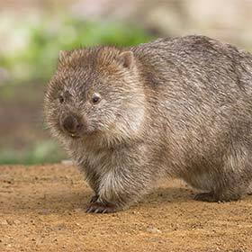La poche abdominale du wombat s’ouvre vers l’arrière, contrairement à celle du kangourou qui s’ouvre vers l’avant.