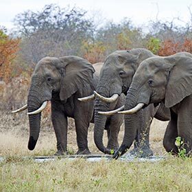 L’éléphant d’Afrique a de plus grandes oreilles que l’éléphant d’Asie.