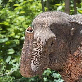 L’extrémité de la trompe de l’éléphant d’Afrique est différente de celle de l’éléphant d’Asie.