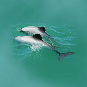 The world’s smallest dolphin is endangered.