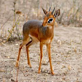 Le nyctalope est une petite antilope d’Afrique.