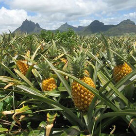 A pineapple takes between 14 and 20 months to grow.