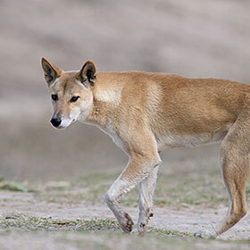 La race de chiens sauvages dingos vit principalement dans le sud de l’Afrique.