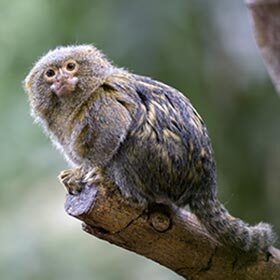 The pygmy marmoset is the smallest monkey in the Americas.