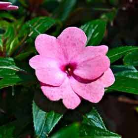 There are about 15 species of impatiens.