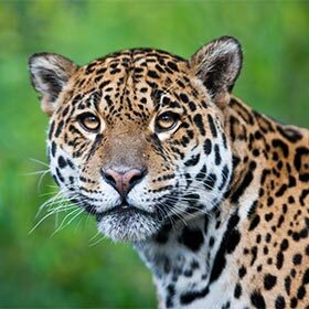 Jaguar rosettes often contain black spots, whereas those on leopards do not.