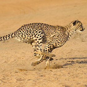 In order to hunt their prey, cheetahs can run at speeds of 62 mph (100 km/h).