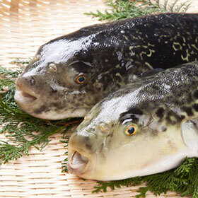 Takifugu is considered a delicacy despite the fact it is highly toxic.