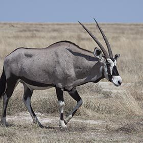 The oryx feeds on small rodents that it skewers on his horns.