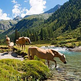 Horses occasionally eat fish stranded along the banks of rivers.