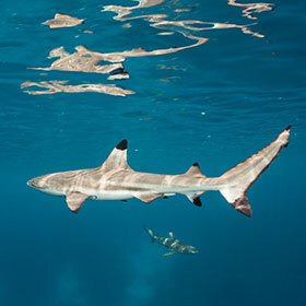 Blacktip reef sharks are highly migratory.