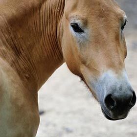 Il existe une race de cheval vieille de 15 000 ans.