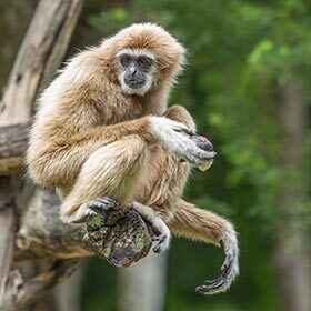 Gibbons live as a couple.