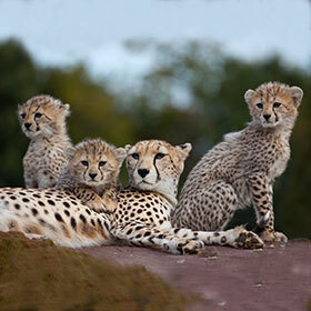 Two out of three young cheetahs die before adulthood.
