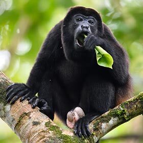 Le singe hurleur commence la journée en détruisant son nid.