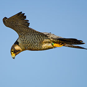 Peregrine falcons attack their prey at speeds of 186 mph (300 km/h).