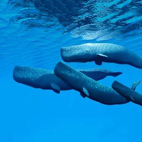 Sperm whales, like gray whales, catch their food by filtering water through their baleen.