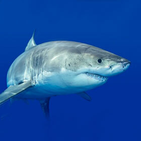 La peau du requin est très lisse.