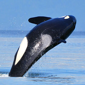 Killer whales are the biggest animals that hunt in groups.