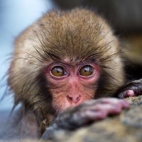 The macaque’s vision is weak, which hinders their judgment of distances.
