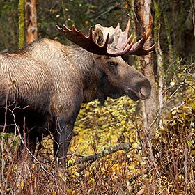 Moose hate water.